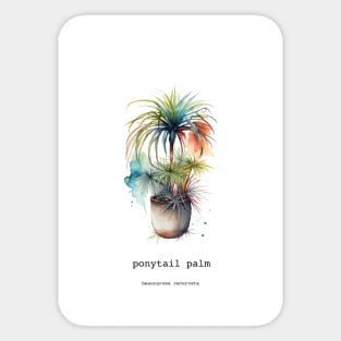 Ponytail Palm, Mexican Plant Sticker